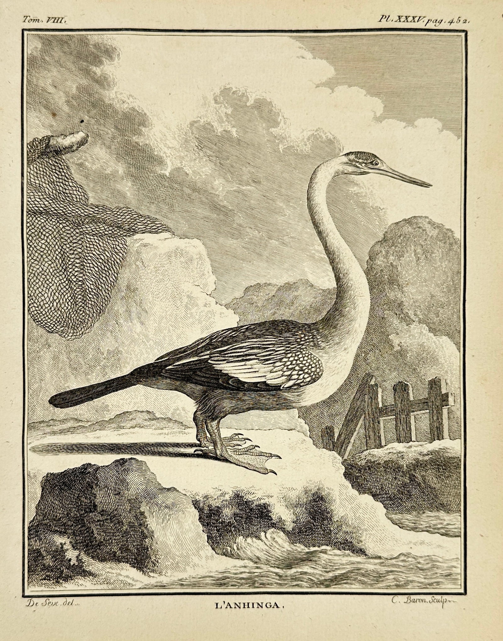 Jacques de Sève – Anhinga (L’Anhinga) – Engraving – 18th Century: This finely detailed engraving by Jacques de Sève depicts the Anhinga, a long-necked waterbird known for its slender body and distinctive swimming posture. The print captures the bird perched with pa