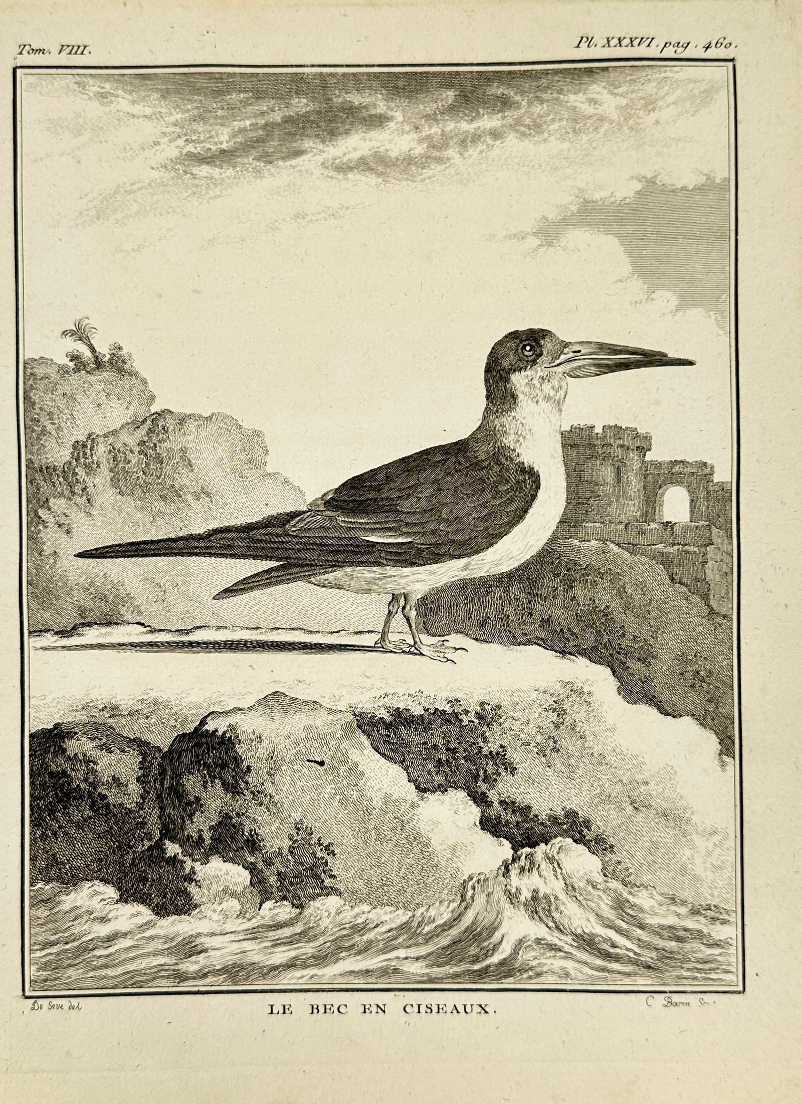 Jacques de Sève – The Scissor-billed Tern (Le Bec en Ciseaux) – Engraving – 18th Century: This finely detailed engraving by Jacques de Sève depicts the Scissor-billed Tern, named for its distinctive forked bill resembling scissors. The bird is shown perched near a coastal setting, highlig