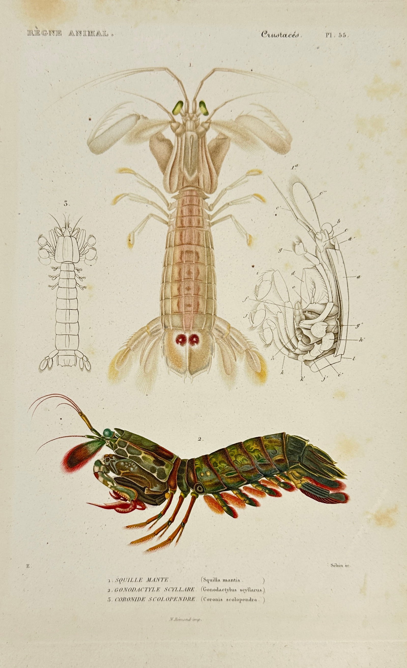 Nicolas Rémond – Set of 2 Plates from Le Règne Animal – Squilla Mantis – Early 19th Century: This finely hand-colored copperplate engraving by Nicolas Rémond illustrates various crustaceans including Squilla Mantis, Gonodactyle Scyllaire, and Coronide Scolopendre. It is part of Georges Cuvie