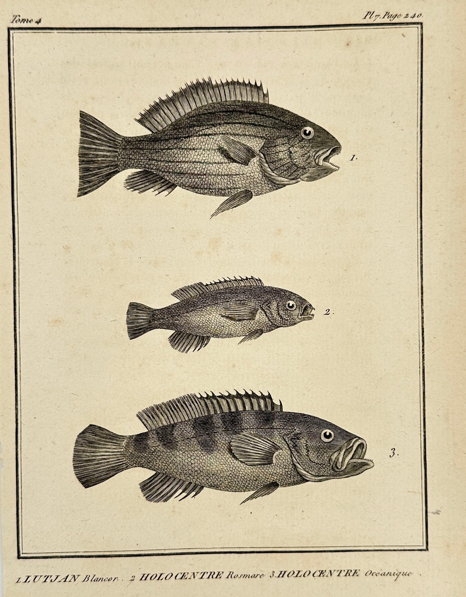Jacques de Sève – Lutjan, Holocentre Fish Species – Engraving – Late 18th Century: This detailed engraving by Jacques de Sève depicts three species of fish: Lutjan Blancor, Holocentre Rosmare, and Holocentre Oceanique. The precise linework and naturalistic style are characteristic 