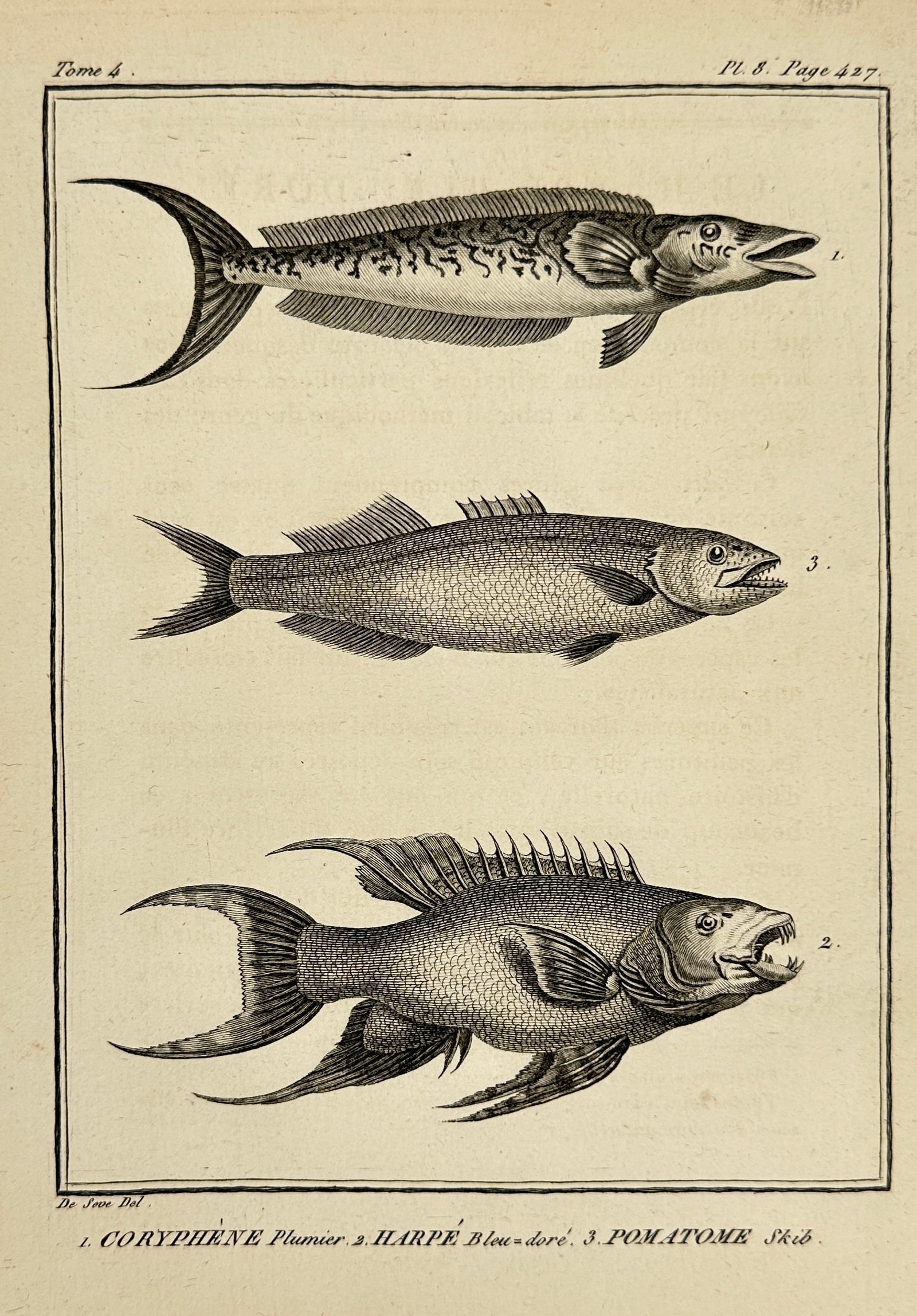 Jacques de Sève – Coryphène, Harpé and Pomatome Fish Species – Engraving – Late 18th: This engraving by Jacques de Sève illustrates three different species of fish: Coryphène Plumier, Harpé Bleu-doré, and Pomatome Skib. The detailed linework and naturalistic style reflect de Sève'