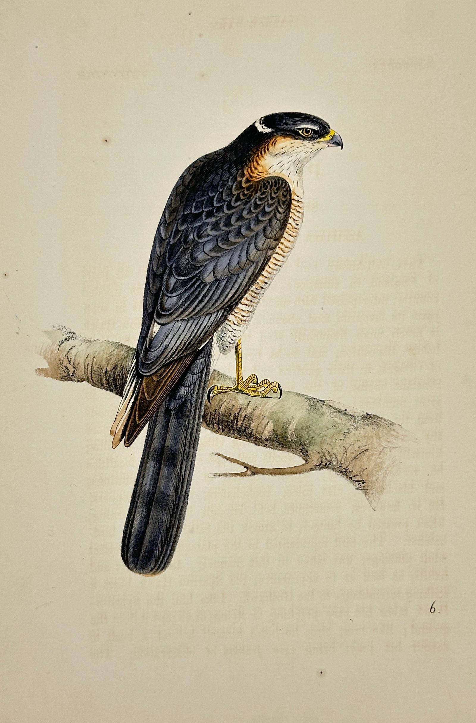 Henry Leonard Meyer – Sparrow Hawk Plate 6 – Hand-Colored Bird Print – 1857 (1 of 3)