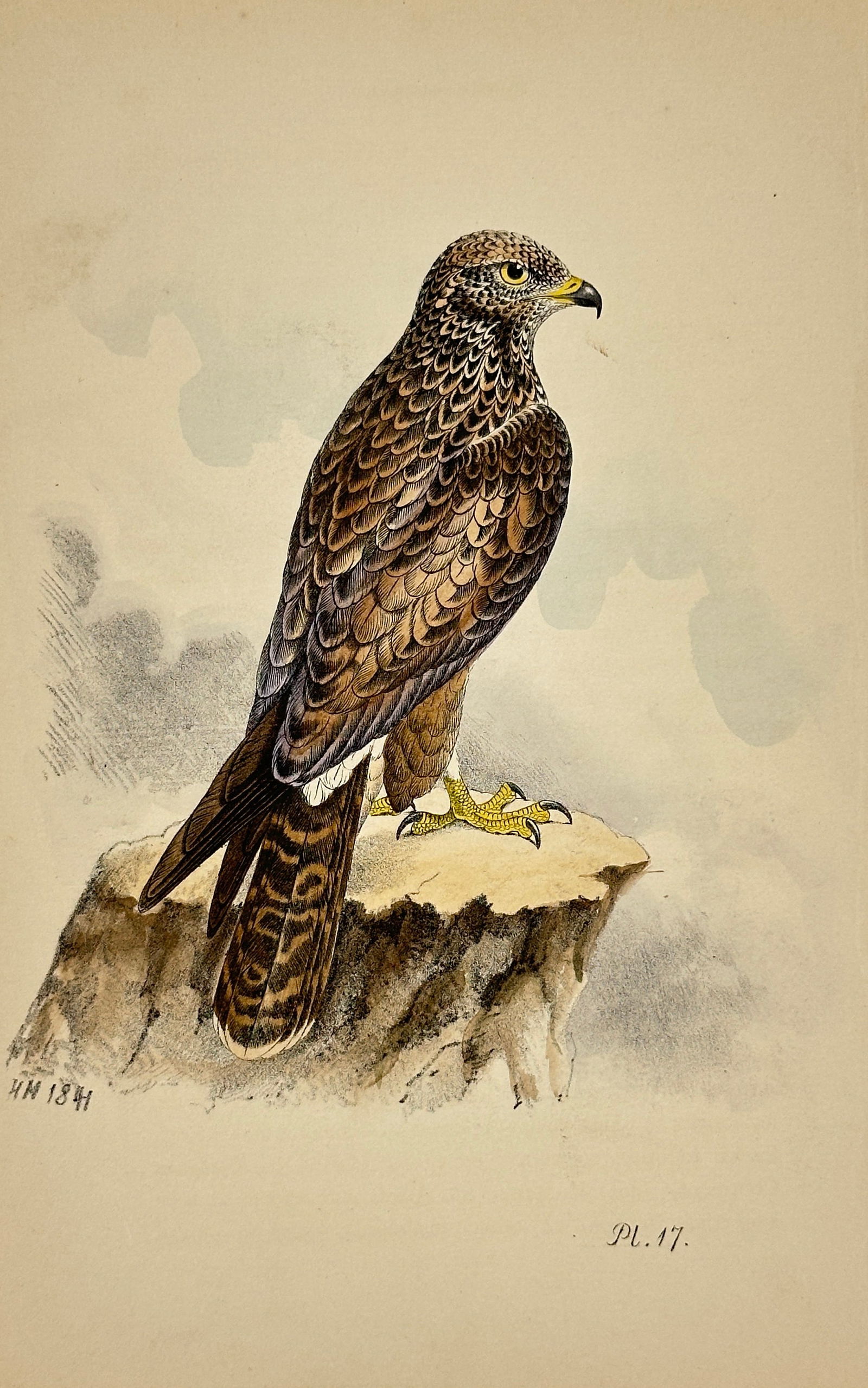 Henry Leonard Meyer – Sparrow Hawk Plate 17 – Hand-Colored Bird Print – 1841 (1 of 3)