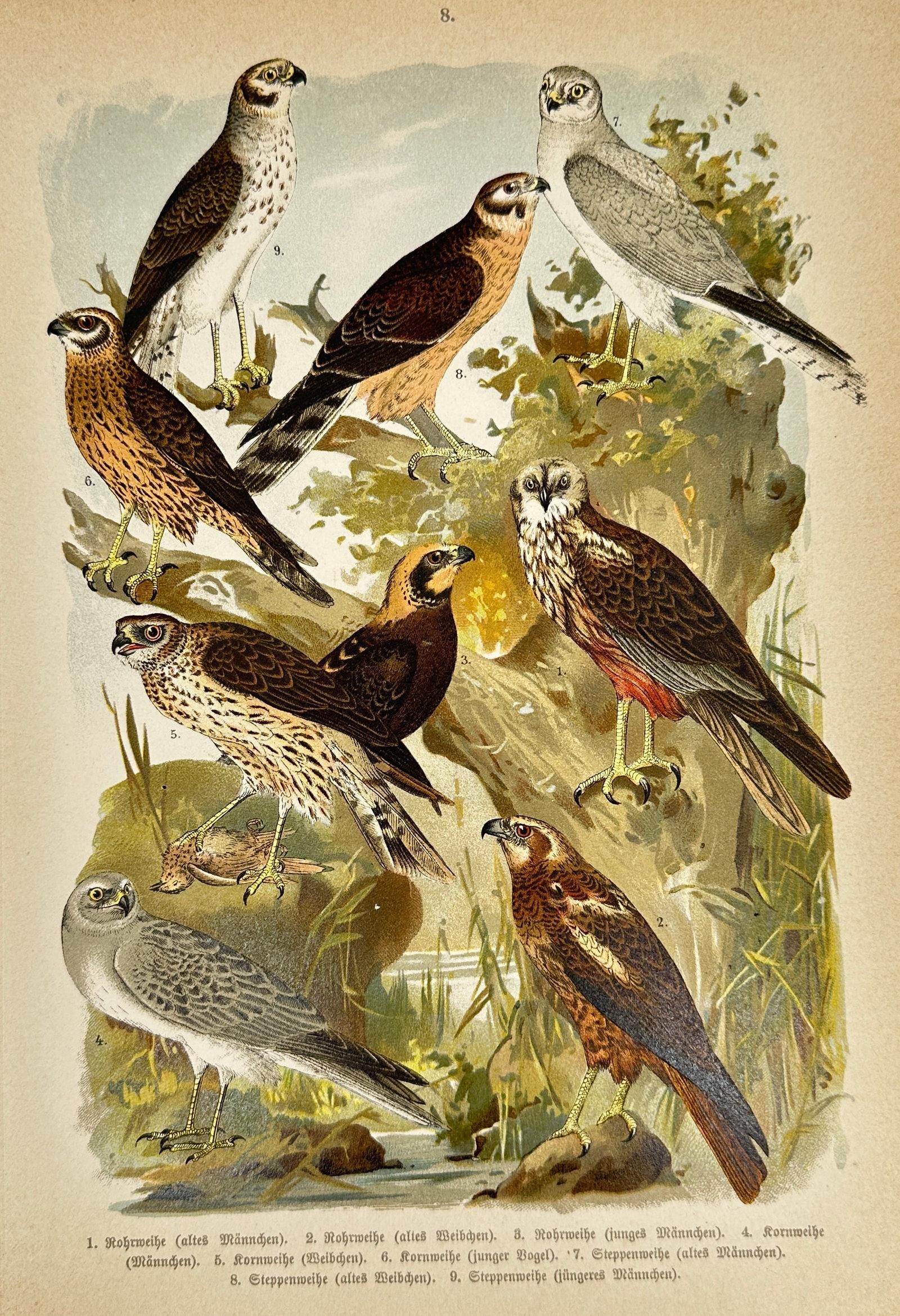 Friedrich Arnold – Illustrations of European birds – Chromolithograph – 1897: This detailed chromolithograph presents various species of European birds, focusing on their natural habitats and behaviors. The plate is from Friedrich Arnold’s comprehensive ornithological work Di