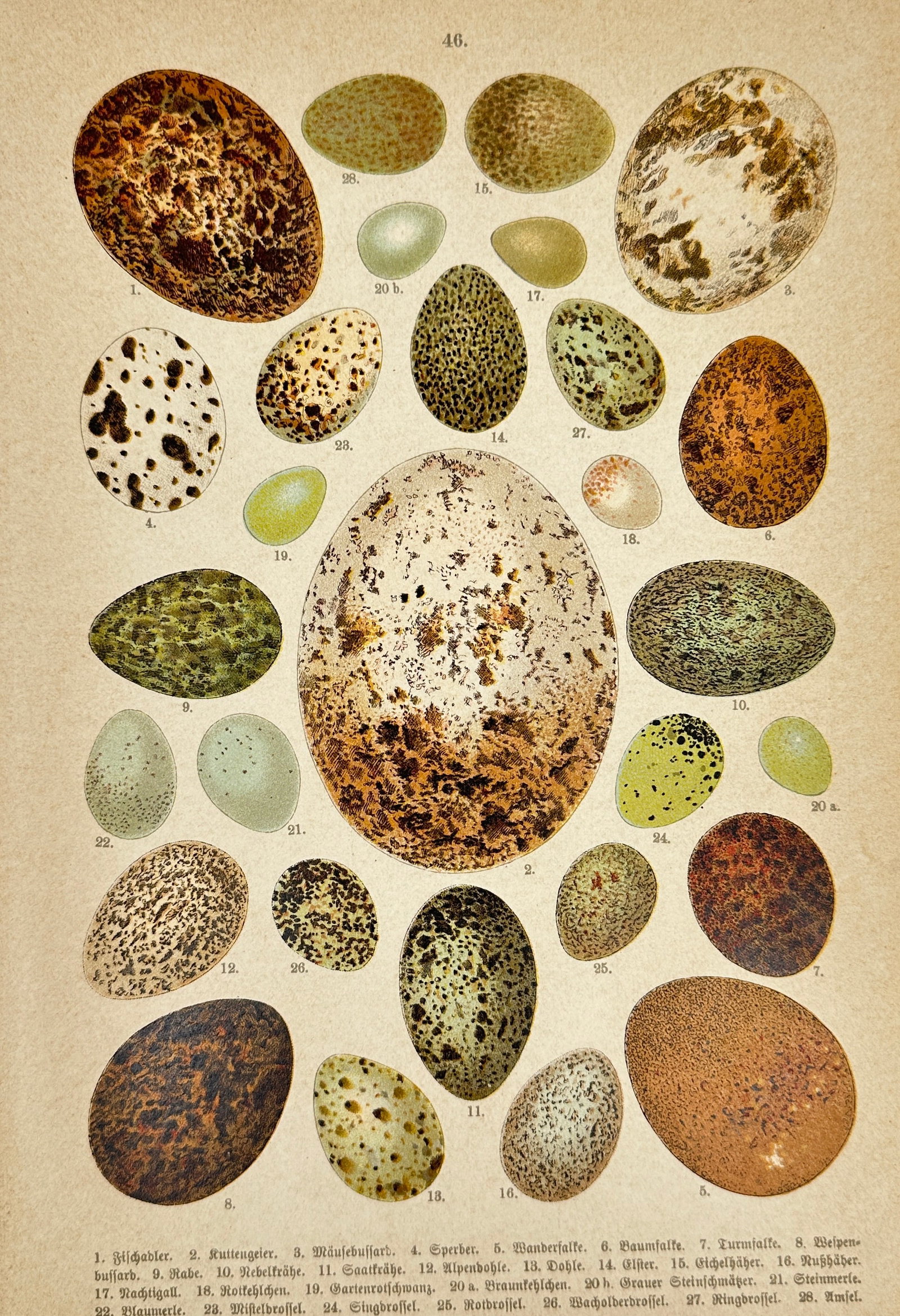 Friedrich Arnold – Bird Eggs – Chromolithograph – Late 19th Century: This detailed chromolithograph illustrates a diverse collection of bird eggs, showcasing various sizes, shapes, and speckled patterns typical of different species. The precise coloring and scientific 