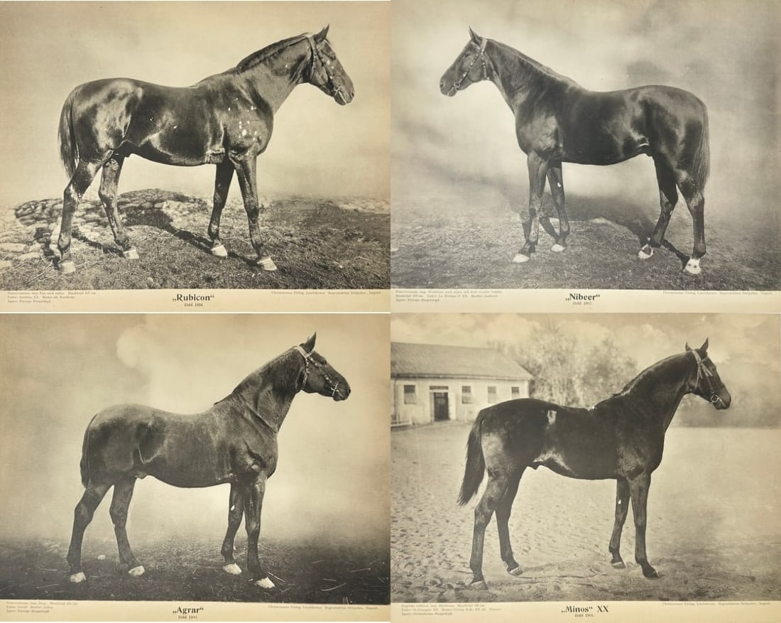 Christiansens Fötorg – Set of 4 Stallion Portraits: Nibeer, Agrar, Minos XX & Rubicon: This set of four printed photographs features thoroughbred stallions Nibeer, Agrar, Minos XX, and Rubicon, produced by Christiansens Fötorg in 1894 in coordination with Danish agricultural authoritie