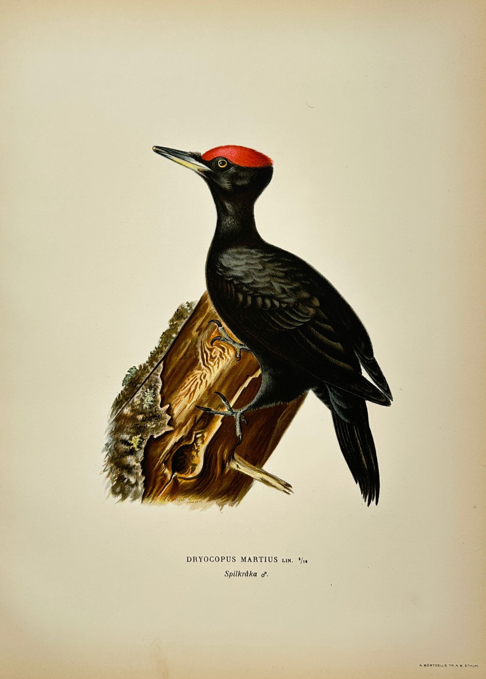 von Wright Brothers – Dryocopus martius (Black Woodpecker) – Hand-Coloured Lithograph (1 of 2)