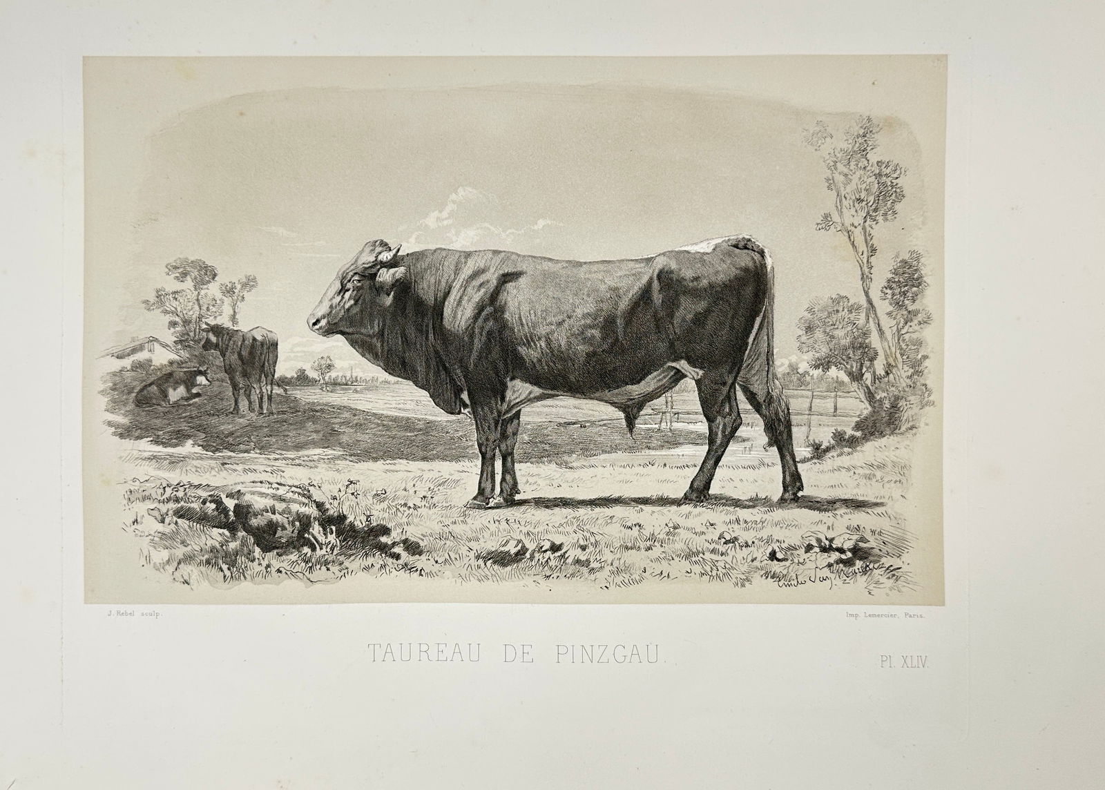 Émile Baudement – Taureau de Pinzgau – Zoological Lithograph – Mid-19th Century (1 of 3)