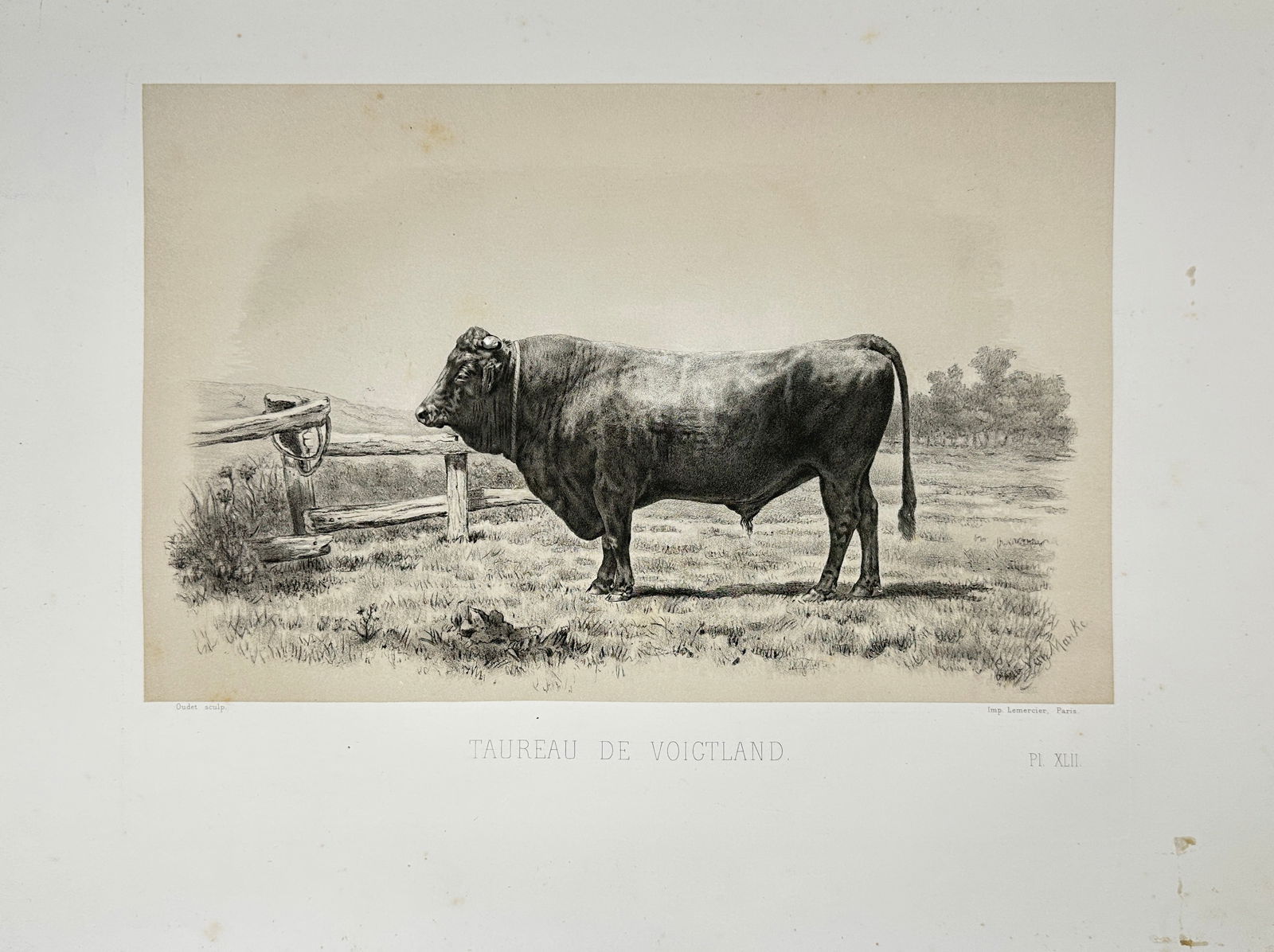 Émile Baudement – Taureau de Voigtland – Zoological Lithograph – Mid-19th Century (1 of 3)
