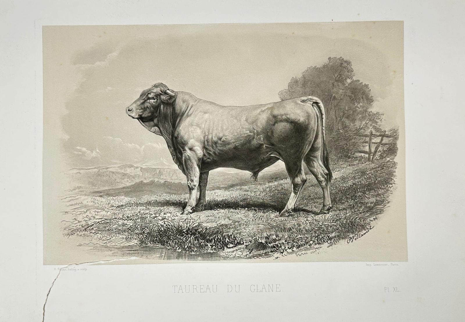 Émile Baudement – Taureau du Glane – Zoological Lithograph – Mid-19th Century (1 of 3)