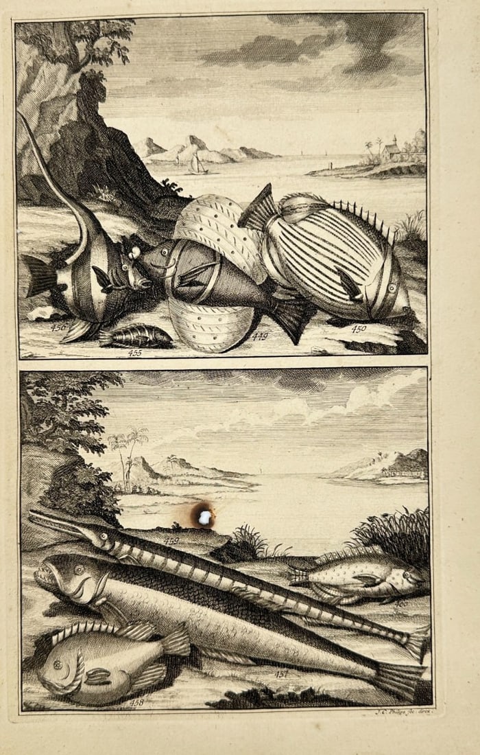François Valentijn – Tropical Fish from the Moluccas – Copperplate Engraving – 1724: Copperplate engraving depicting a variety of exotic tropical fish from the Moluccas (Spice Islands), arranged in two registers against stylized coastal landscapes. Species such as angelfish, trumpetfi