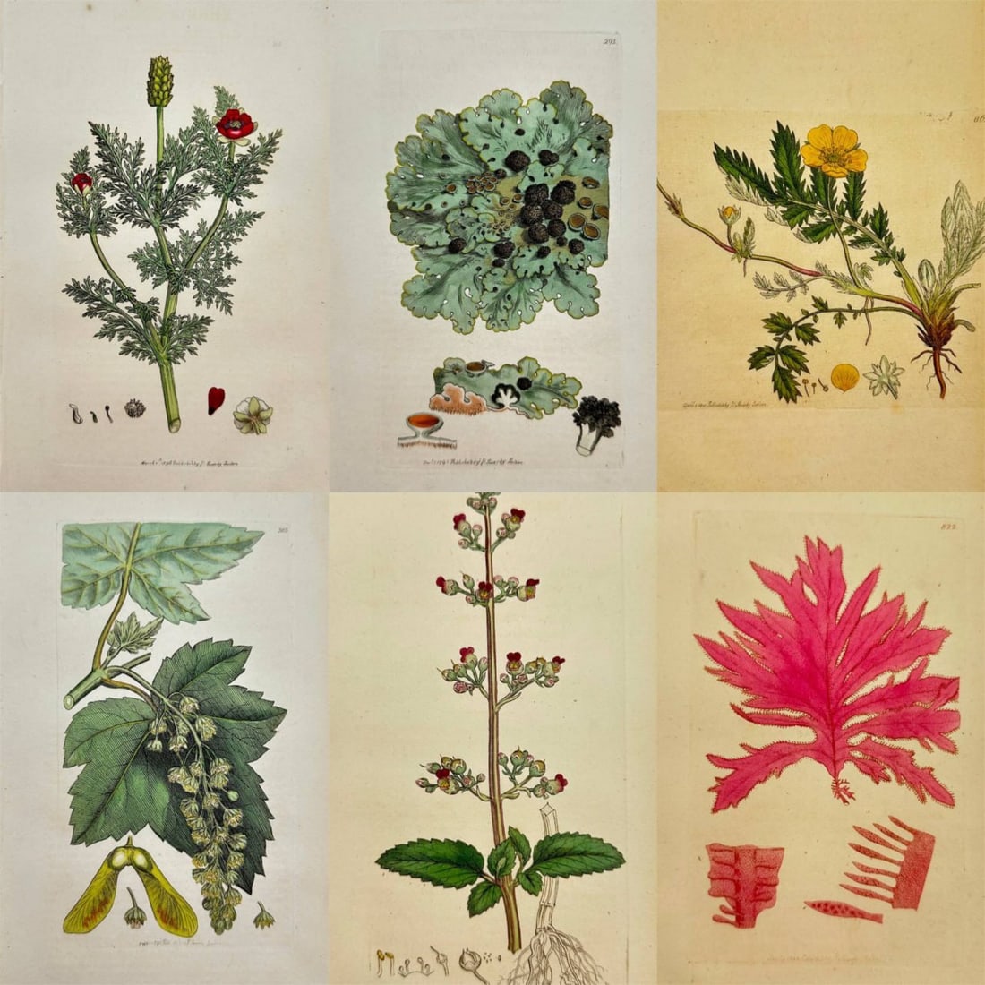 James Sowerby – Set of 6 Botanical and Lichen Engravings Including Aquatic (1 of 7)