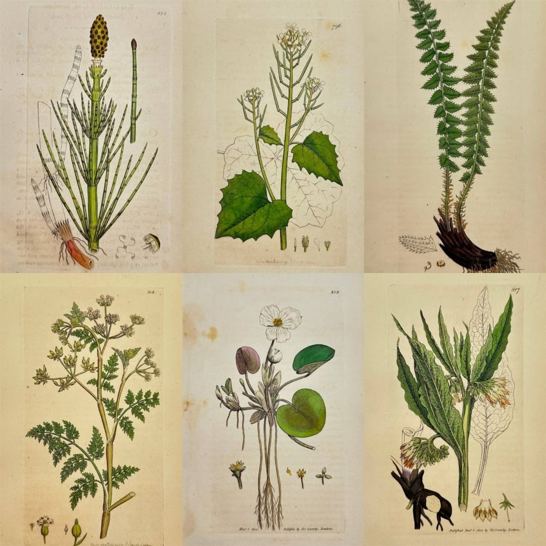 James Sowerby – Set of Six Botanical Engravings from English Botany – Hand-Coloured Engravings (1 of 7)