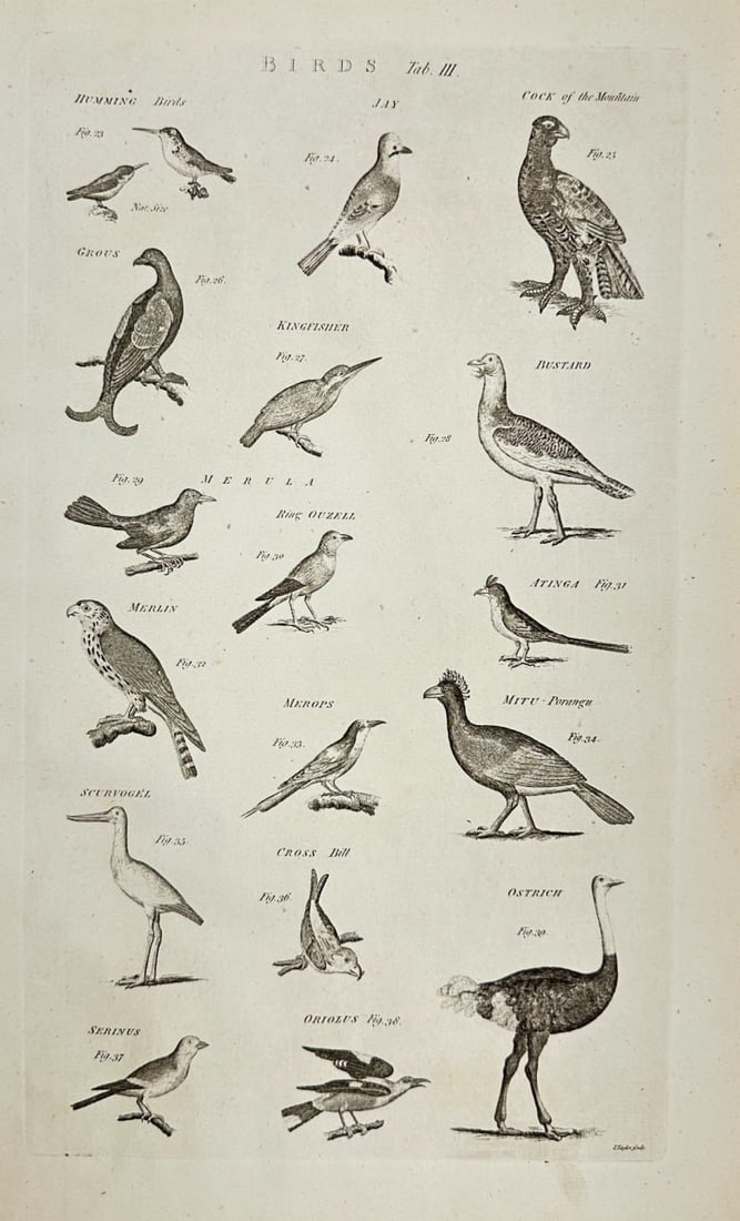 Ephraim Chambers & Abraham Rees – Birds, Tab. III – Copperplate Engraving – 18th Century (1 of 3)