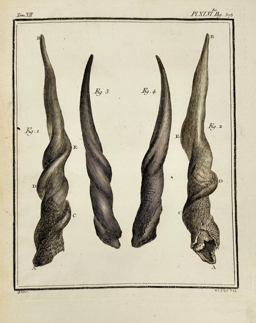 Charles Baron after Jacques Eustache de Sève – Horns of an Antelope – Engraving (1 of 3)