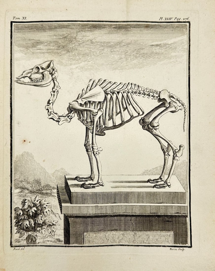 Charles Baron after Jacques Eustache de Sève – Skeletal Study of a Quadruped – Engraving – (1 of 2)