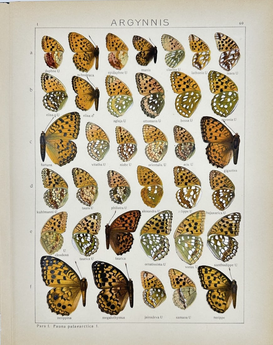 Adalbert Seitz (1860–1938) – Argynnis Butterfly Print 1 – Chromolithography – 1909–1915: This vibrant chromolithograph is part of Adalbert Seitz’s Die Gross-Schmetterlinge der Erde (The Macrolepidoptera of the World), published in Stuttgart by Fritz Lehmann's Verlag between 1909 and 191