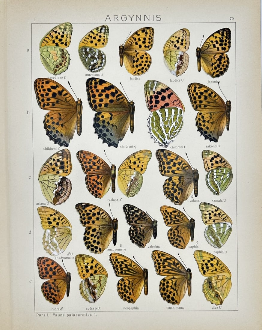 Adalbert Seitz (1860–1938) – Argynnis Butterfly Print 2 – Chromolithography – 1909–1915 (1 of 1)