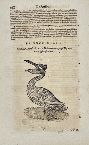 Conrad Gessner (1516–1565) – De Onocrotalo – Woodcut Illustration – Mid-16th Century (1 of 3)