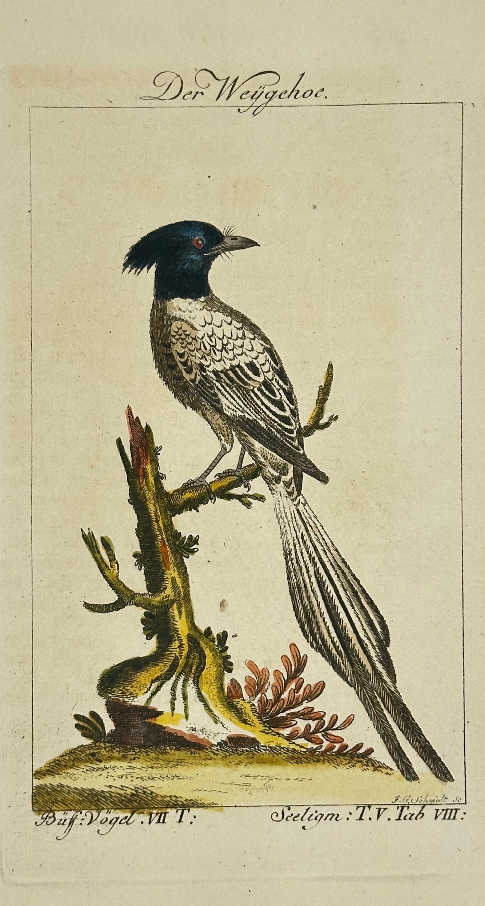 Francois-Nicolas Martinet – Asian Paradise Flycatcher – Original Hand-Coloured Engraving (1 of 3)