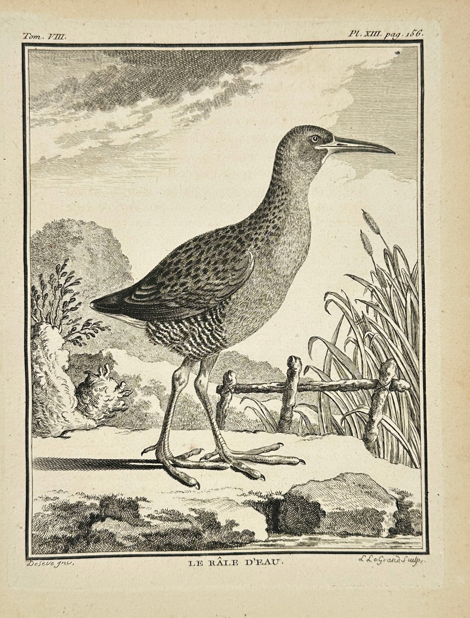 Jacques de Sève – Le Râle d’Eau – Original Bird Engraving from Buffon’s Histoire Naturelle (1 of 3)