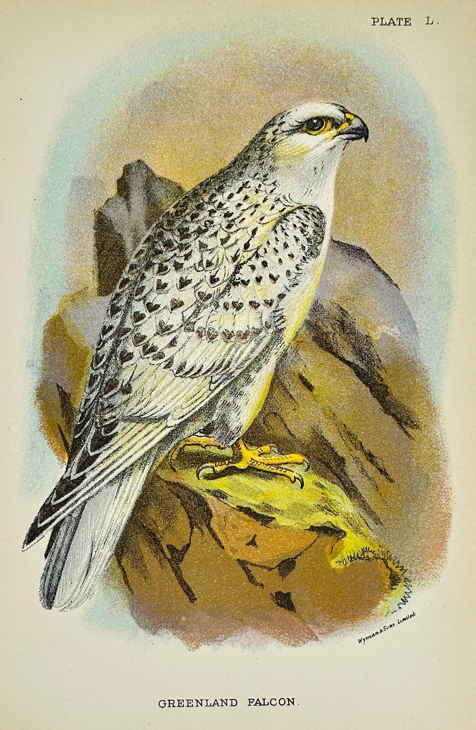 R. Bowdler Sharp – Greenland Falcon – Hand-Coloured Engraving – London, 1896 (1 of 3)