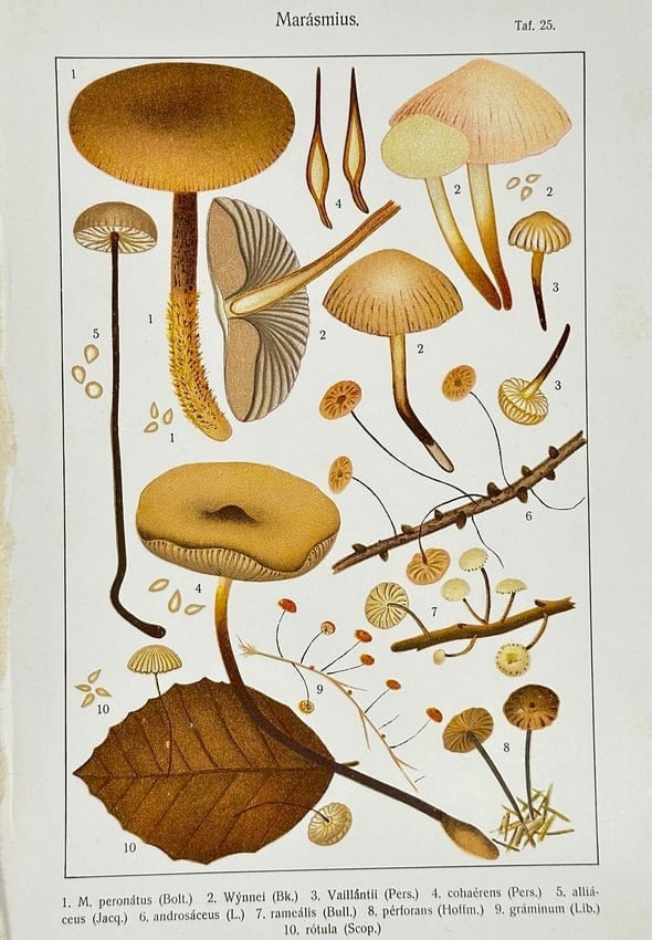 Adalbert Ricken – Botanical Mushroom Print – M. peronatus, M. rotula, M. ramealis: This original antique chromolithograph, printed in Germany in 1915, illustrates various species of the Marasmius genus, noted for their small, slender fruiting bodies and saprophytic nature. Depicted 