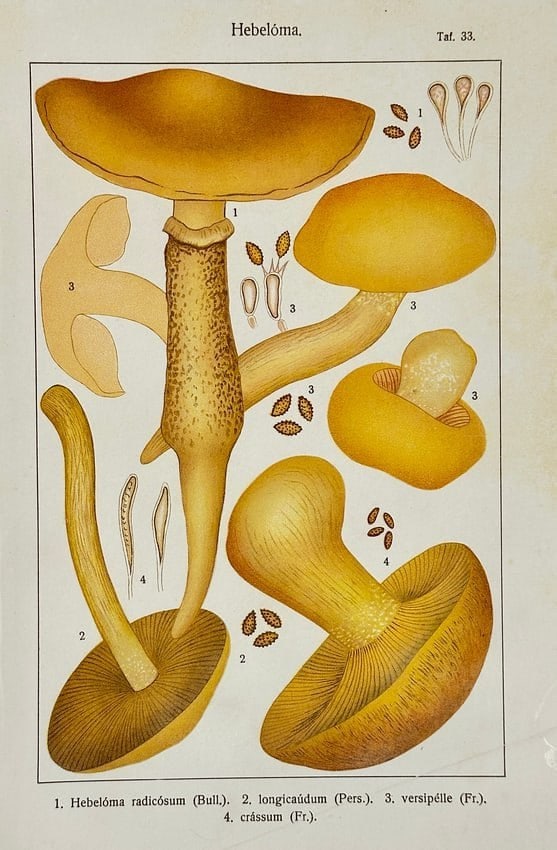 Adalbert Ricken – Botanical Mushroom Print – Hebelóma radicósum, longicádum: This original antique chromolithograph, printed in Germany in 1915, presents four species of the genus Hebeloma: radicósum, longicádum, versipélle, and crássum. The detailed botanical illustration