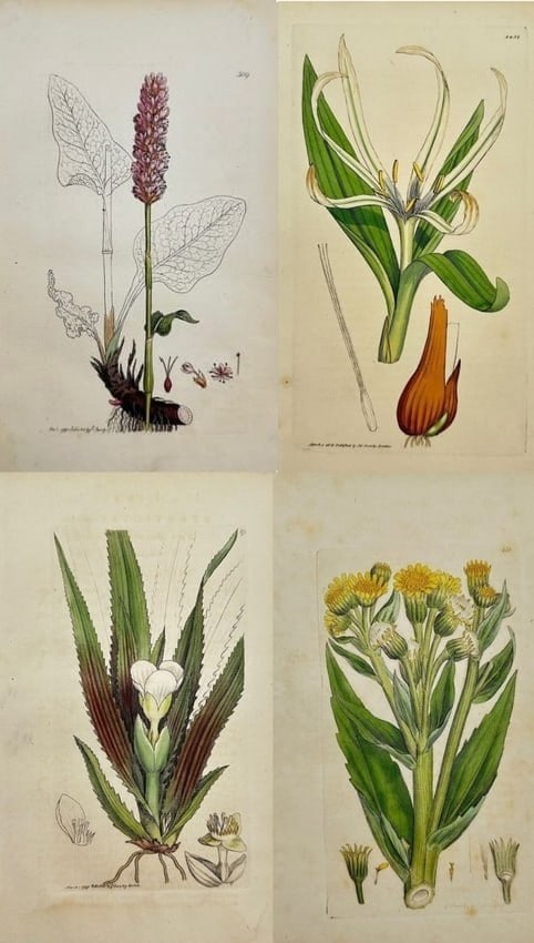 James Sowerby – Set of 4 Botanical Prints – Colchicum Autumnale, Stratiotes Aloides (1 of 5)