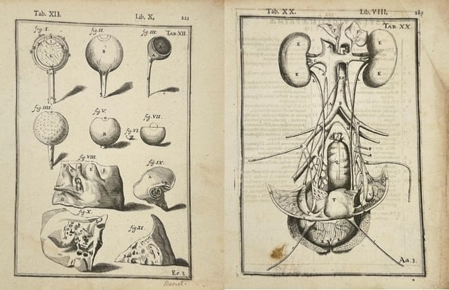 Adriaan van den Spiegel – Set of 2 Anatomical Engravings – Copper Engravings (1 of 3)