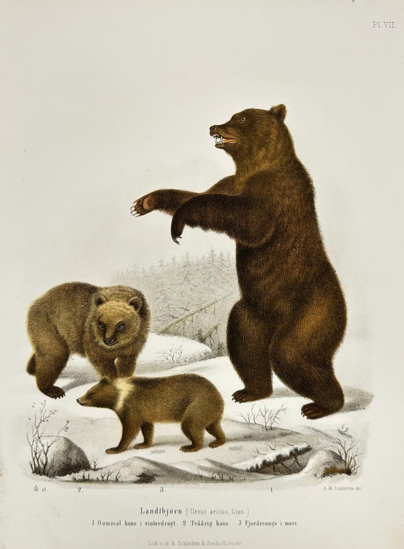 Wilhelm Meves & August Emil Holmgren – Landbjörn (Ursus arctos, Linn.) (1 of 3)