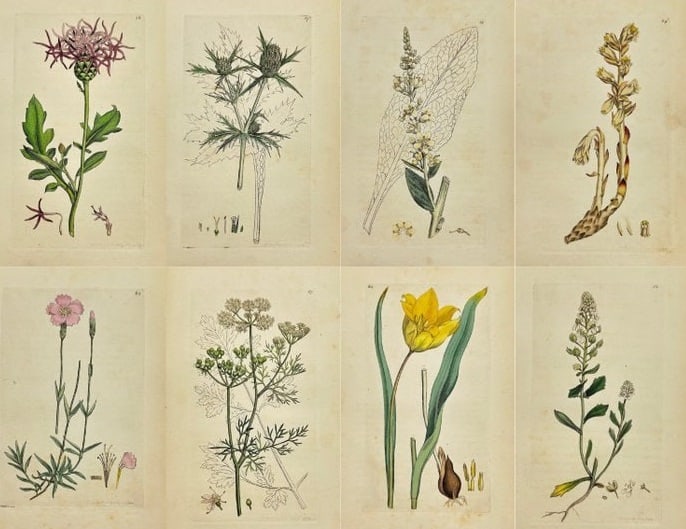 James Sowerby – Set of 8 Prints – Tulipa Sylvestris – Hand-Coloured Engravings (1 of 9)