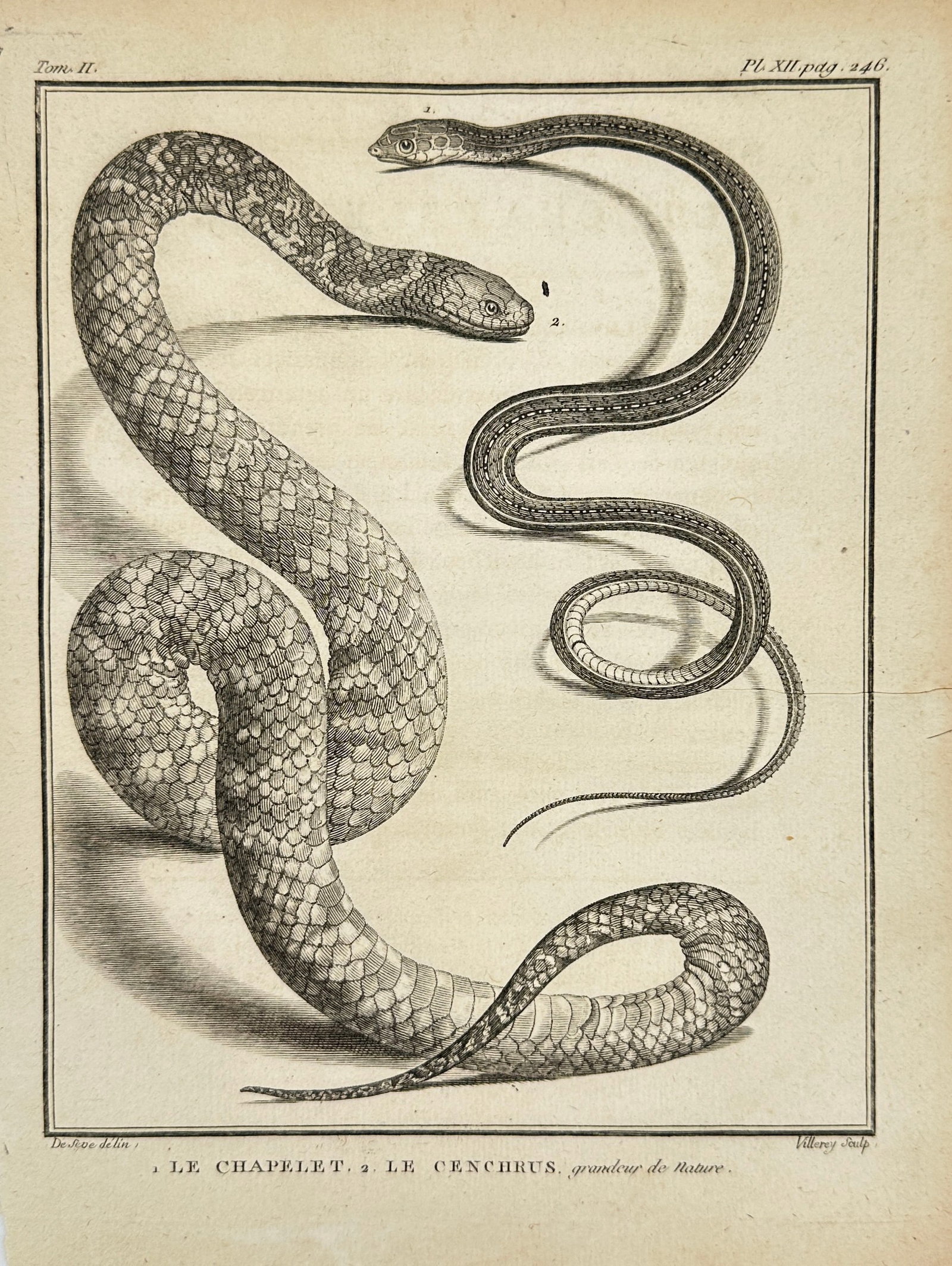 Bernard Germain de Lacépède – Le Chaplet & Le Cenchrus – Snake Engraving from Histoire (1 of 3)