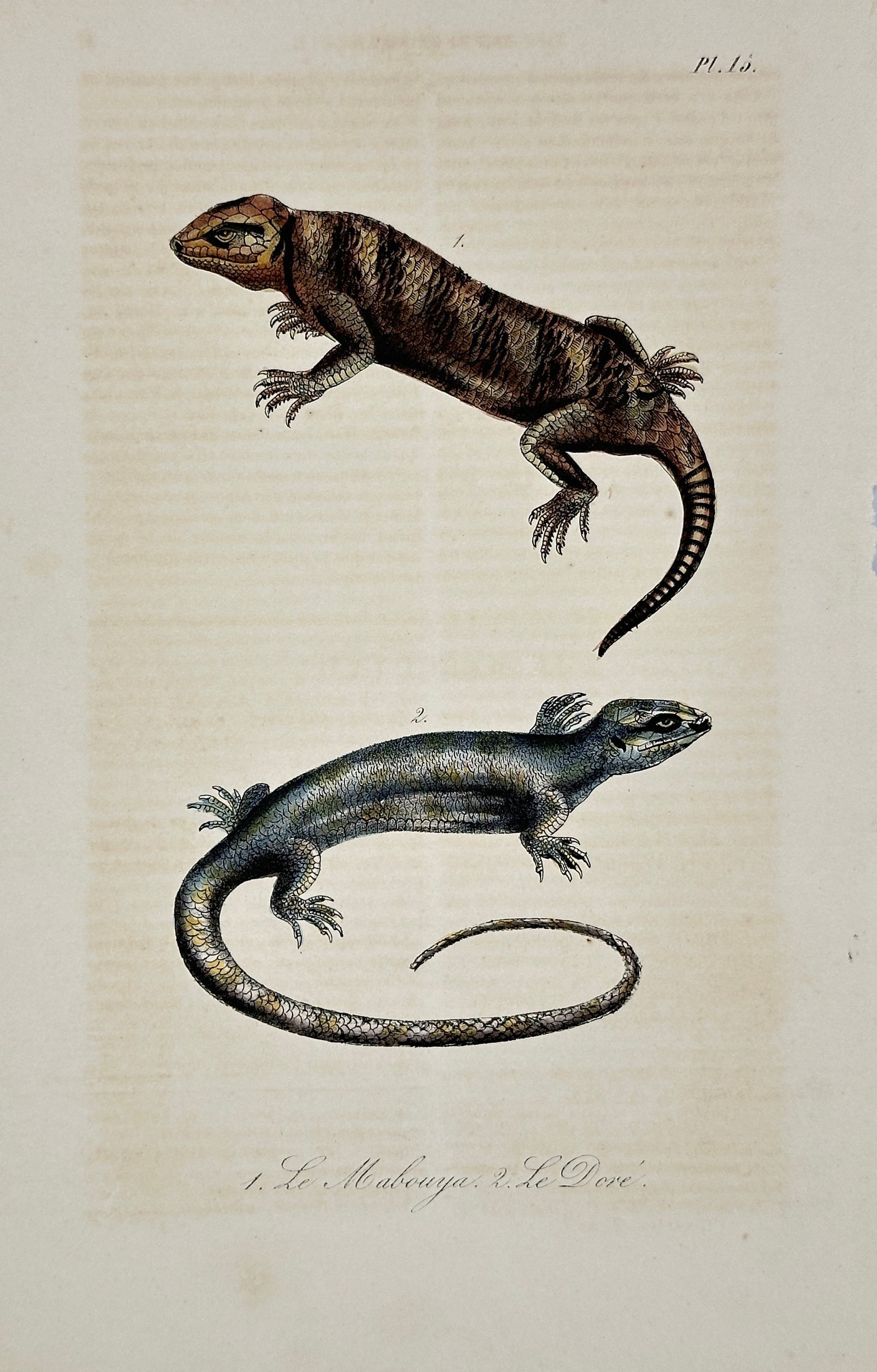 Bernard Germain de Lacépède – Le Mabouya & Le Doré – Original Hand-Colored Engraving – (1 of 3)