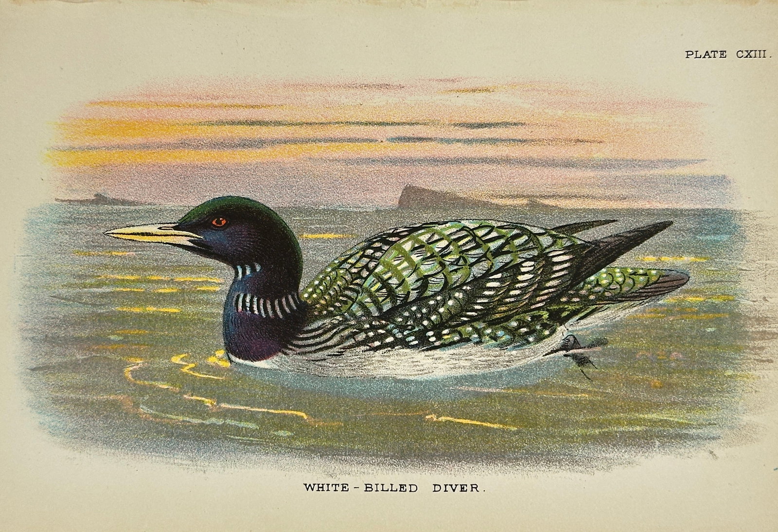 Richard Bowdler Sharpe – White-Billed Diver – Original Ornithological Lithograph – 1896 (1 of 3)