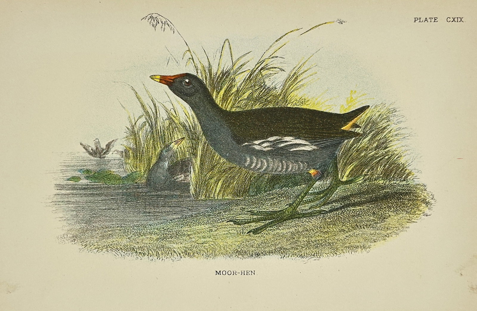 Richard Bowdler Sharpe – Moor-Hen – Original Ornithological Lithograph – 1896 (1 of 3)