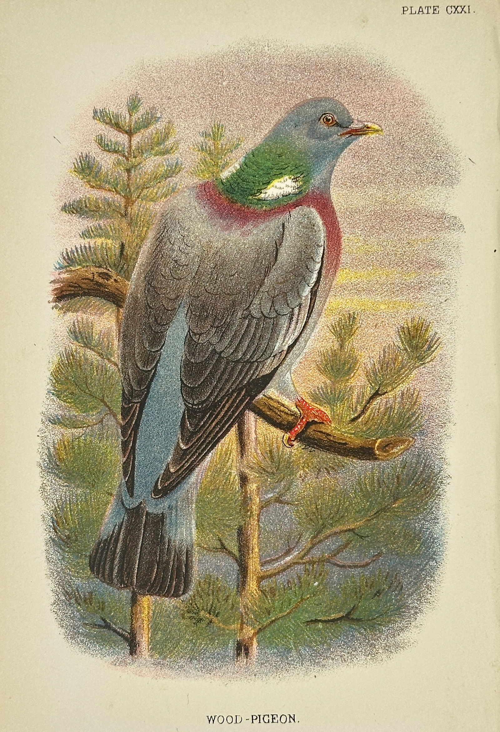 Richard Bowdler Sharpe – Wood-Pigeon – Original Ornithological Lithograph – 1896 (1 of 3)