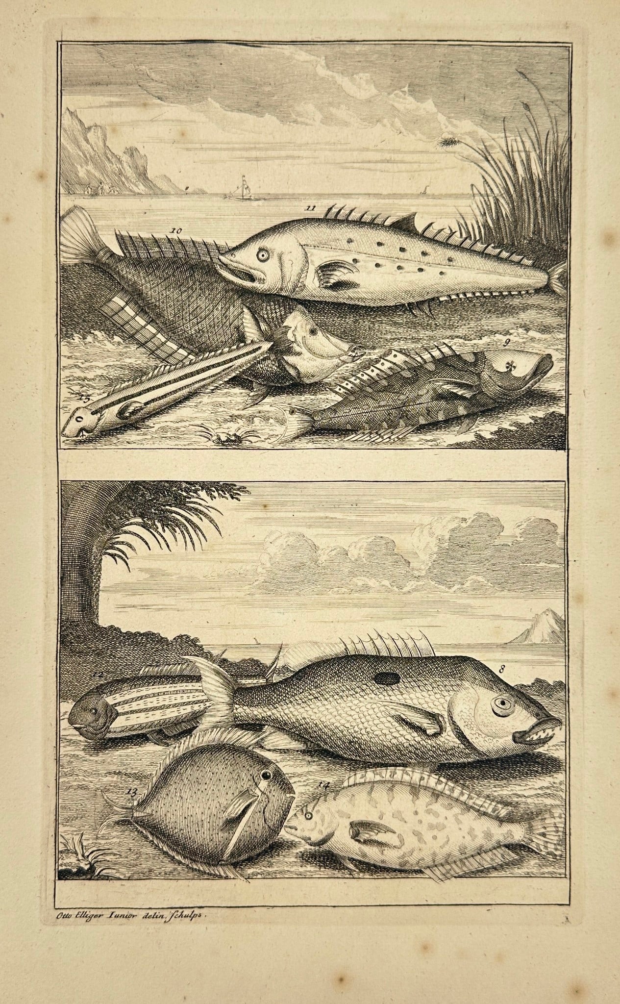 François Valentijn – Coastal and Coral Reef Fish from the East Indies – Engraving – (1 of 3)