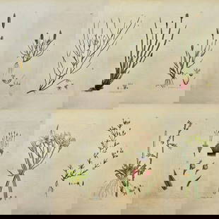 James Sowerby – Set of 8 Botanical Studies – Water Lobelia & Sand Canary Grass and Others: This elegant set of eight original hand-coloured engravings is taken from English Botany or, Coloured Figures of British Plants, with their Essential Characters, Synonyms and Places of Growth, publish