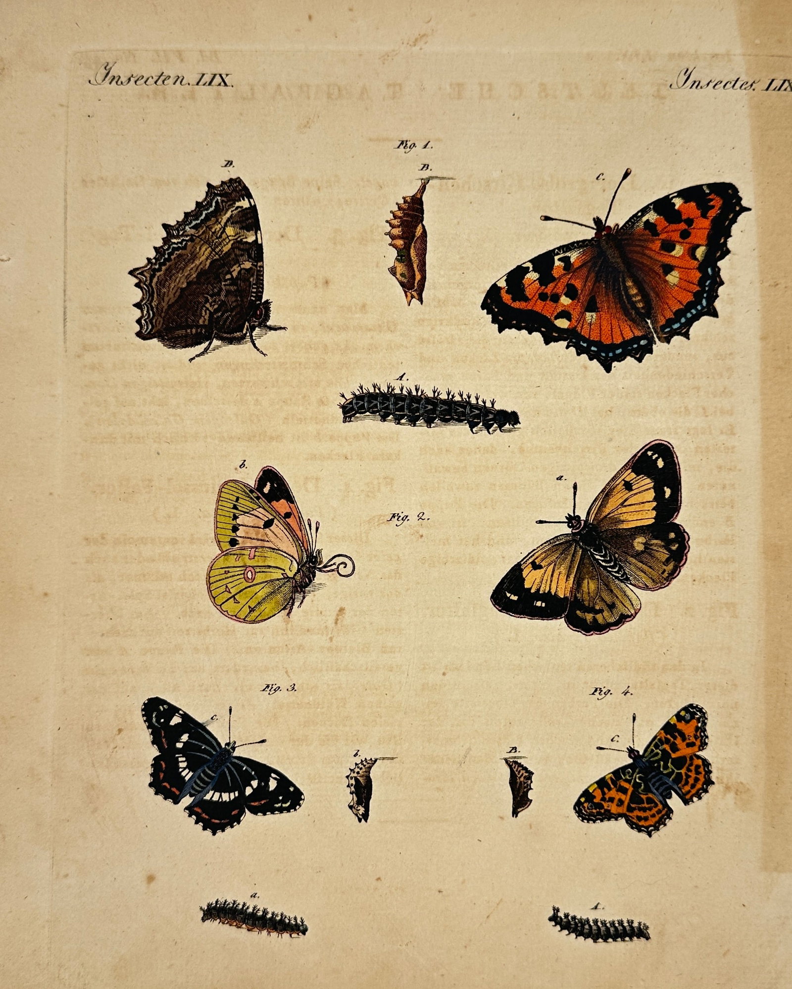 Carl Bertuch – Butterflies and Caterpillars – Hand-Colored Engraving from "Bilderbuch für (1 of 3)