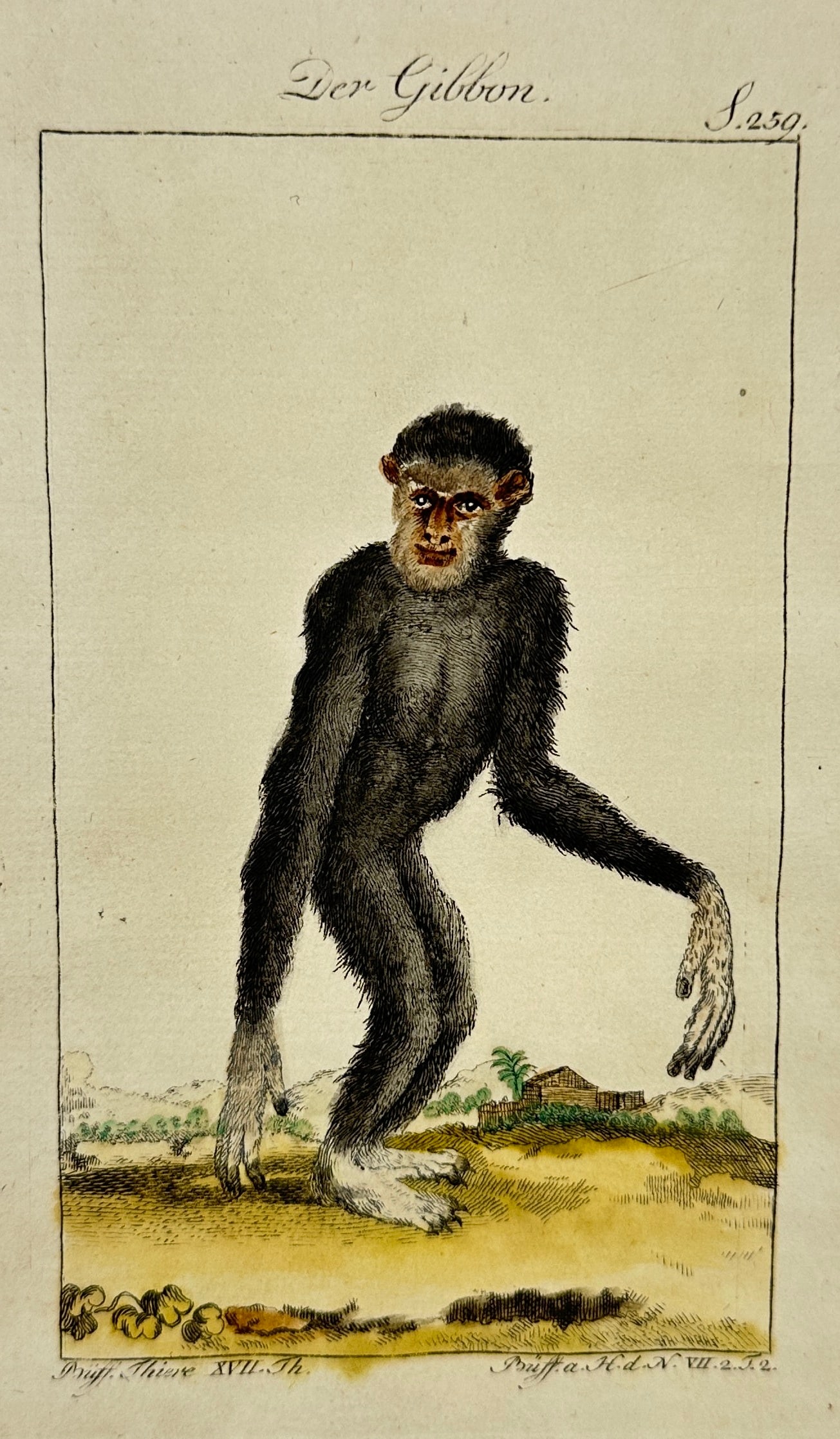 Pierre-Charles Baquoy – Der Gibbon – Hand-Colored Copperplate Engraving – Early 19th Century (1 of 3)