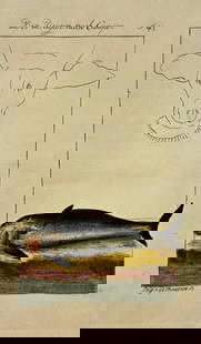 Pierre-Charles Baquoy – Der Dugan nach Camper – Hand-Colored Copperplate Engraving: This intriguing hand-colored engraving illustrates Der Dugan nach Camper, a marine creature depicted with a detailed fish body and a stylized cow’s head sketched above. The print reflects early atte