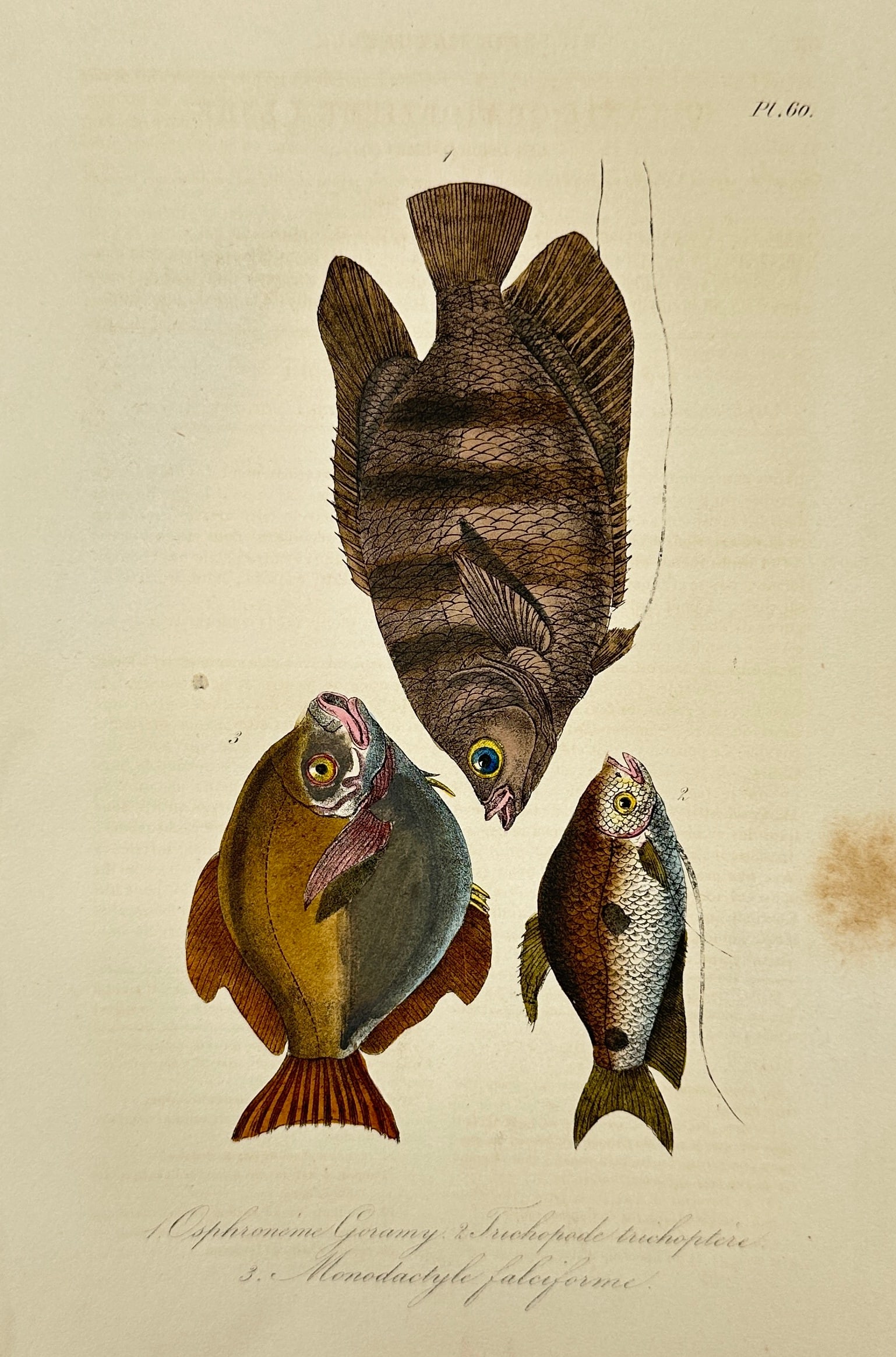 Comte de Lacépède – Ophronome Geanny, Anabas Testudineus, Monodactyle Polyacante (1 of 3)
