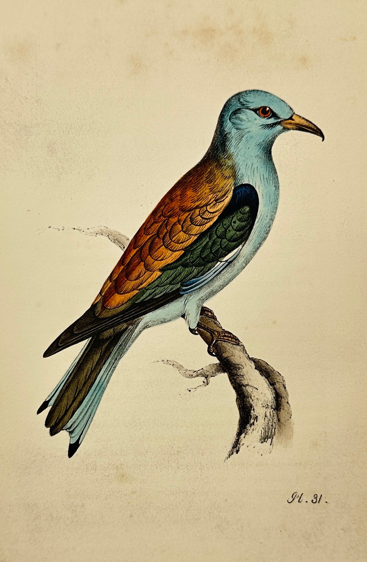 Henry Leonard Meÿer – European Roller – Hand-Coloured Lithograph from Illustrations of British (1 of 3)