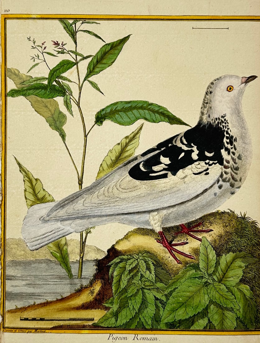 François Nicolas Martinet – Pigeon Romain – Hand-Colored Engraving – 18th Century (1 of 3)