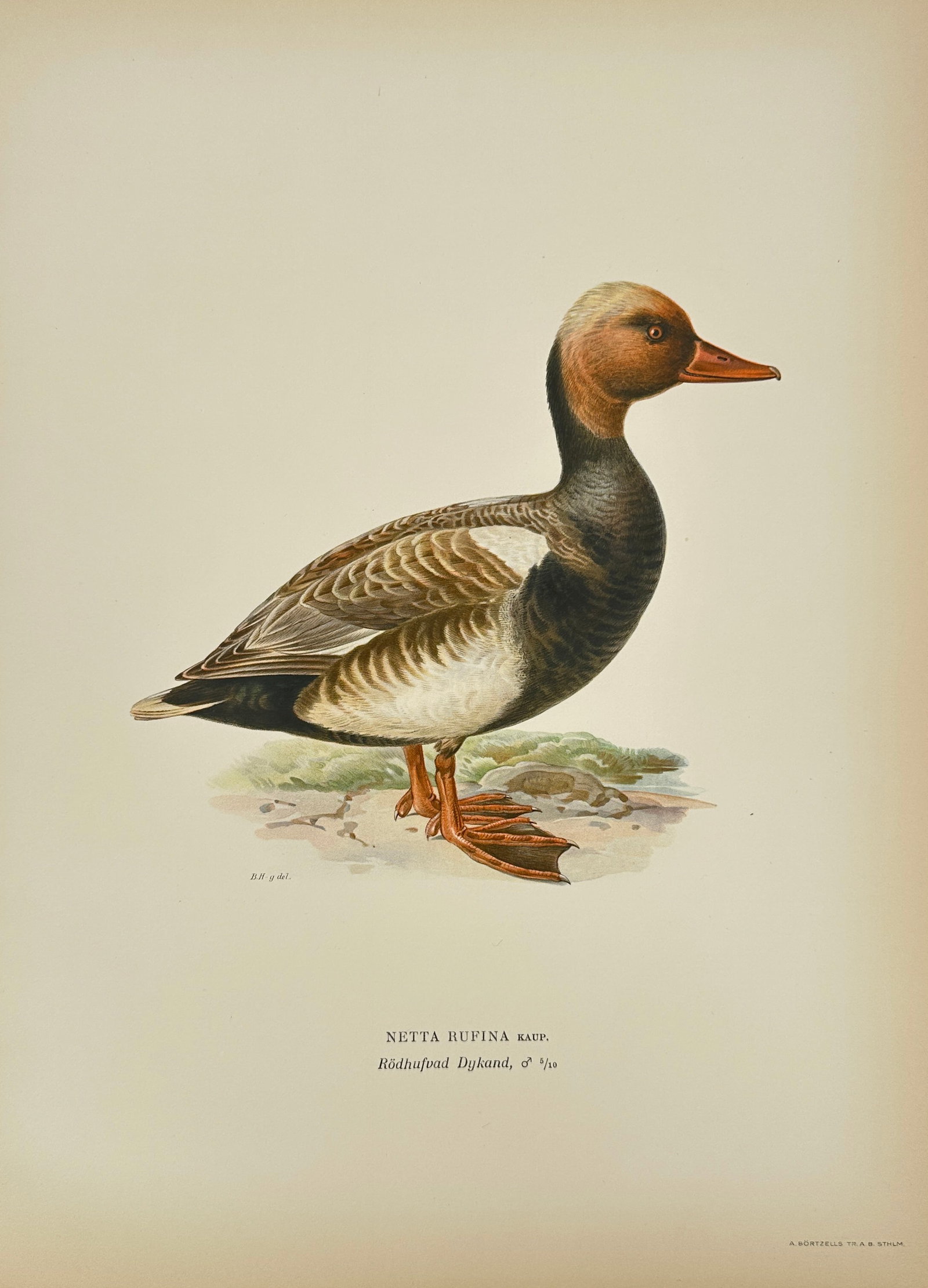 Wilhelm von Wright – Red-Crested Pochard (Netta rufina) – Chromolithograph – c. 1900 (1 of 3)