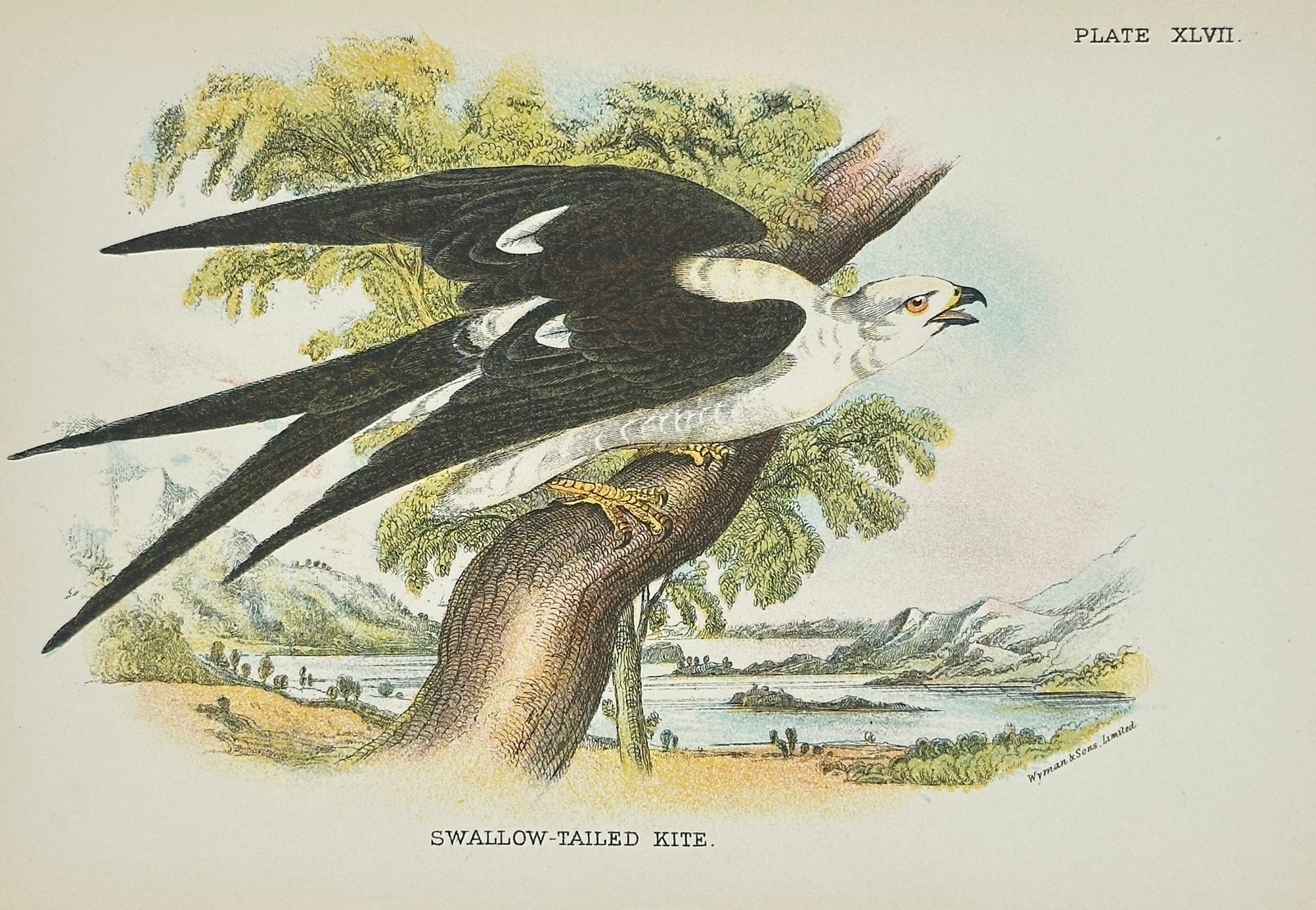 Richard Bowdler Sharpe – Swallow-Tailed Kite – Original Chromolithograph – Late 19th Century: This original chromolithograph presents a striking depiction of the Swallow-Tailed Kite (Elanoides forficatus), perched on a tree branch against a softly rendered natural landscape of distant mountain
