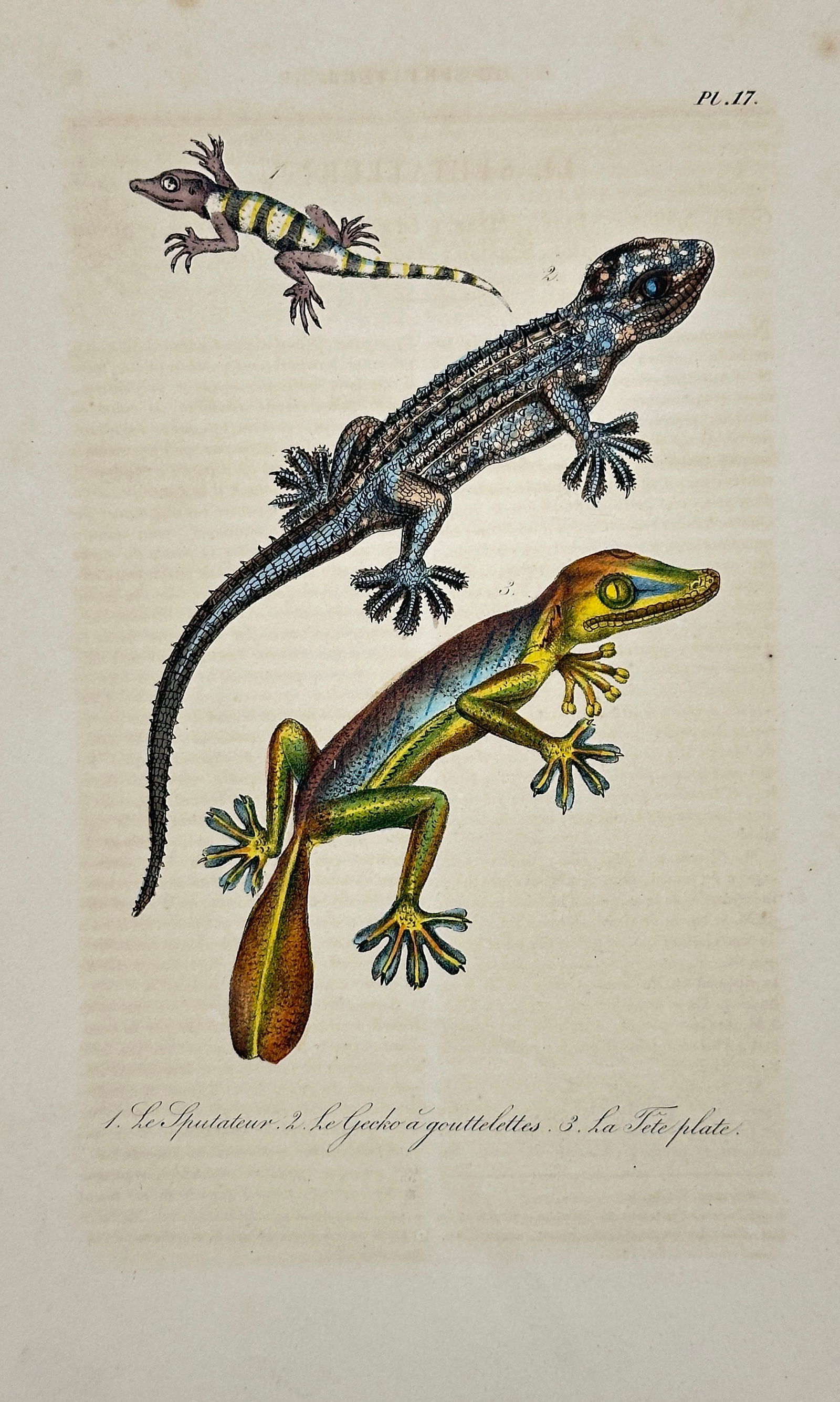 Bernard Germain de Lacépède – The Spitter, the Droplet Gecko– Hand-Colored Engraving (1 of 3)