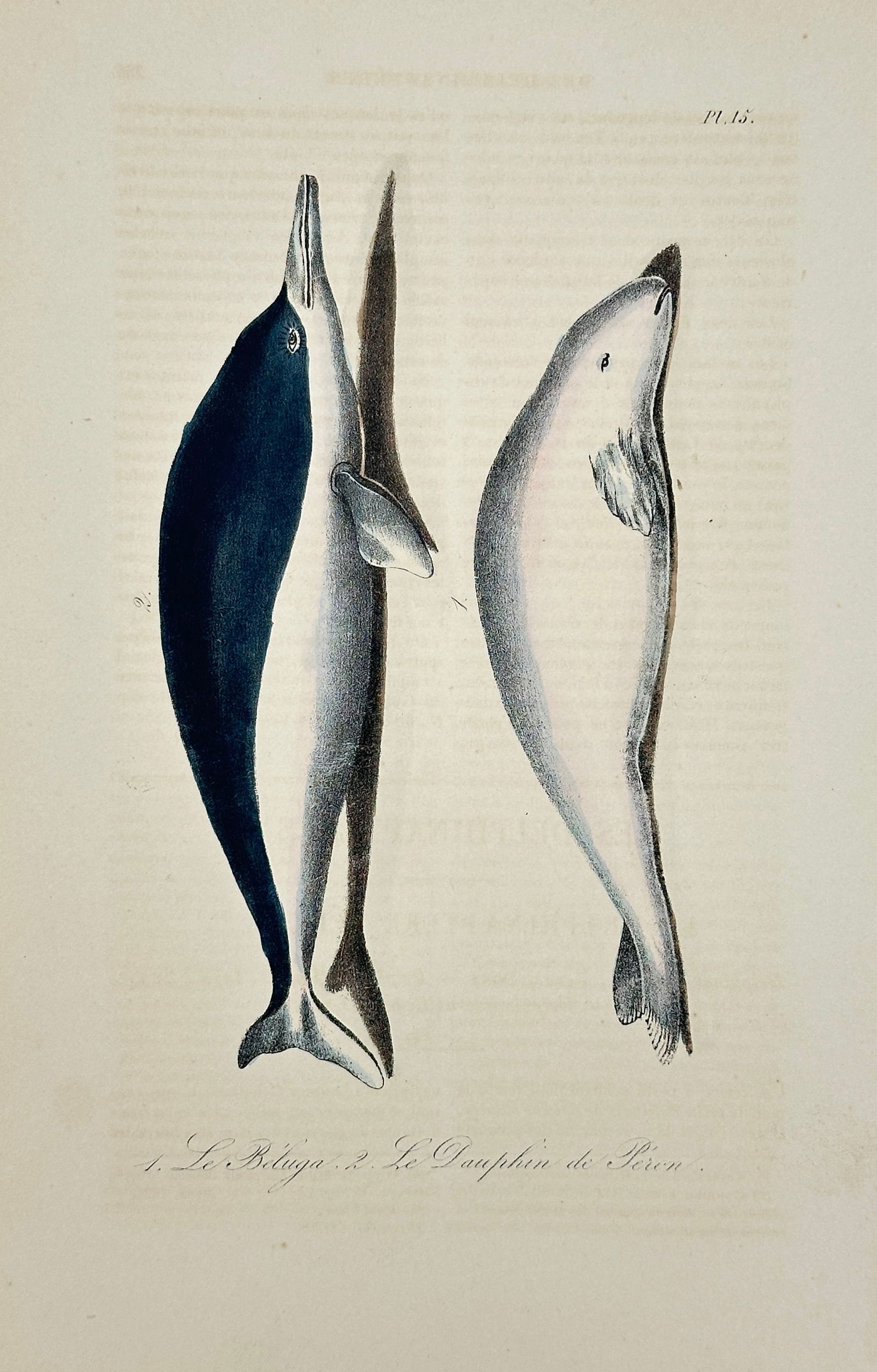 Bernard Germain de Lacépède – The Beluga & the Peale's Dolphin – Hand-Colored Engraving (1 of 3)