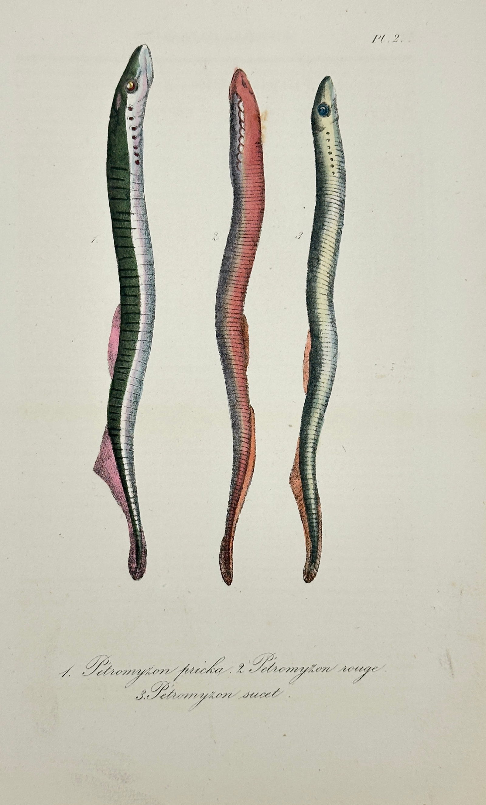 Bernard Germain de Lacépède – Petromyzon pricka, Petromyzon rouge – Hand-Colored Engraving (1 of 3)